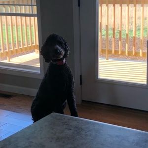 Meet your Posher, Maddie